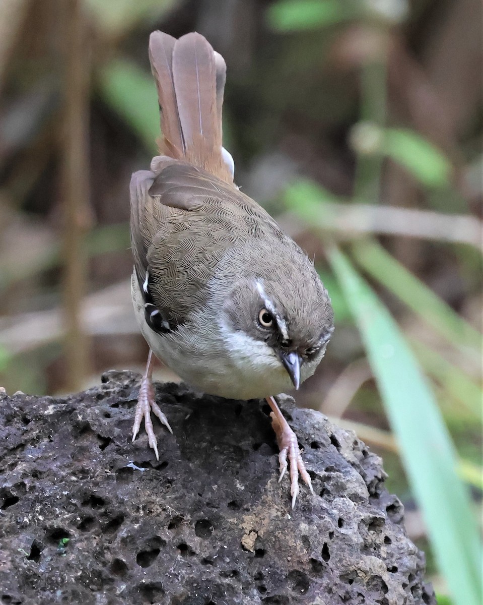 White-browed Scrubwren (Buff-breasted) - ML478395141