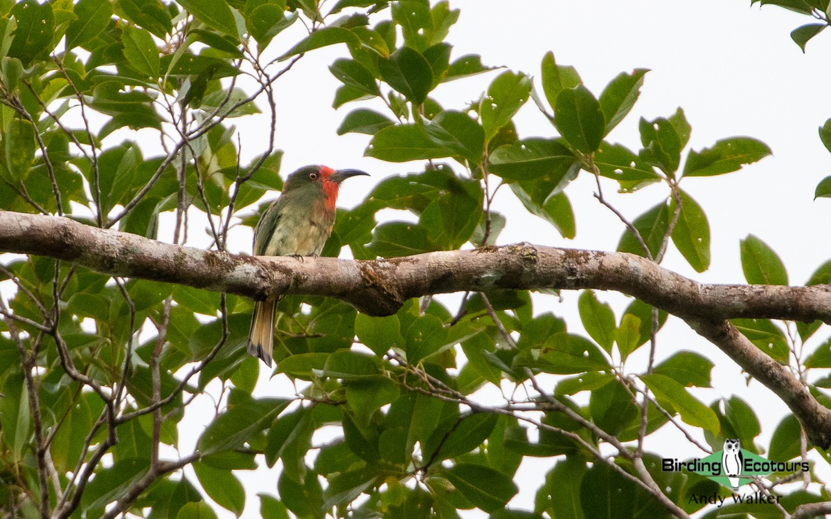 Red-bearded Bee-eater - Andy Walker - Birding Ecotours