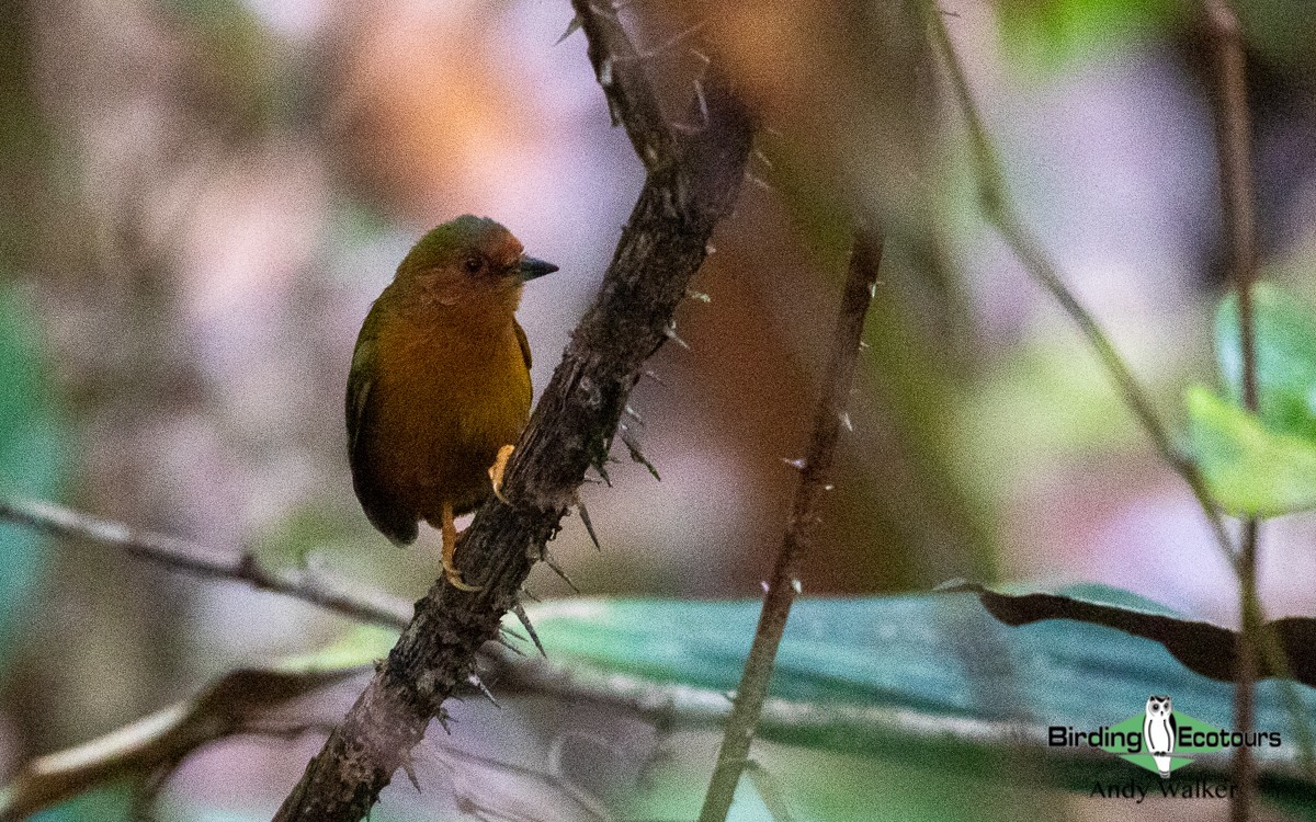 Rufous Piculet - ML478395161