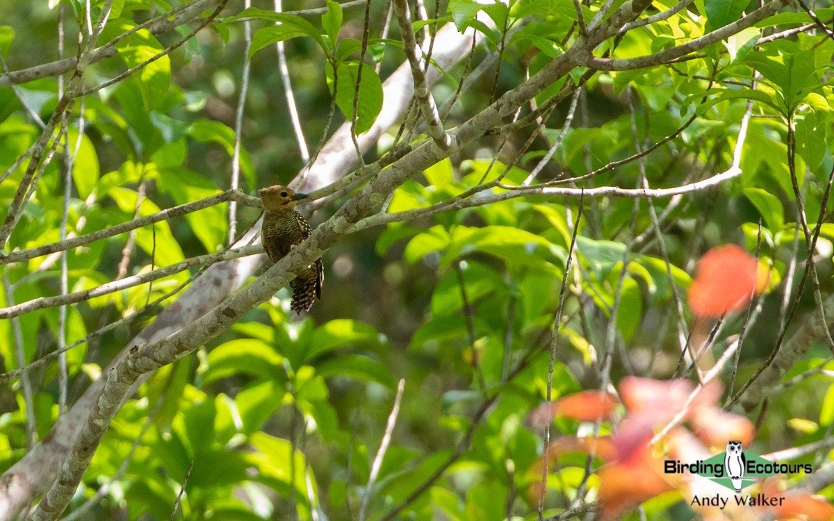 Buff-rumped Woodpecker - Andy Walker - Birding Ecotours