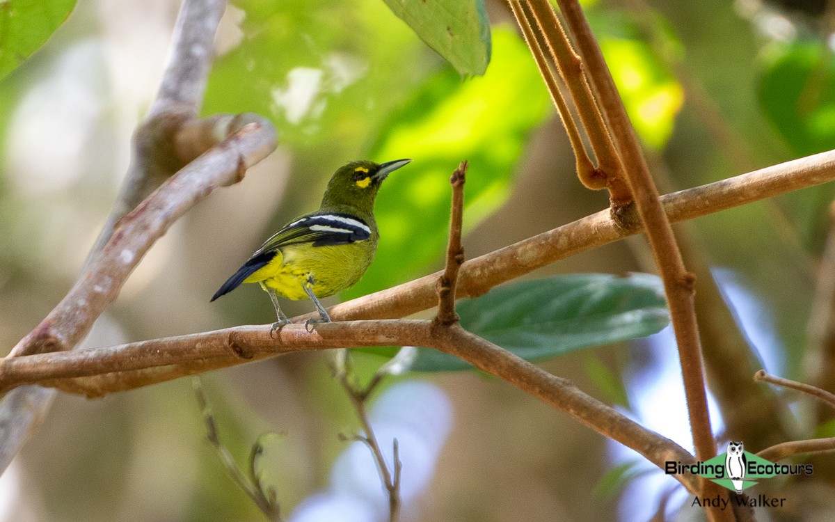 Green Iora - Andy Walker - Birding Ecotours