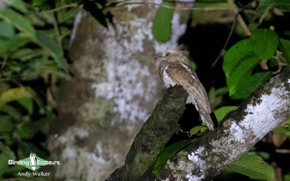 Bornean Frogmouth - ML478395291