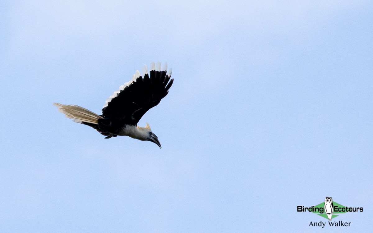White-crowned Hornbill - Andy Walker - Birding Ecotours