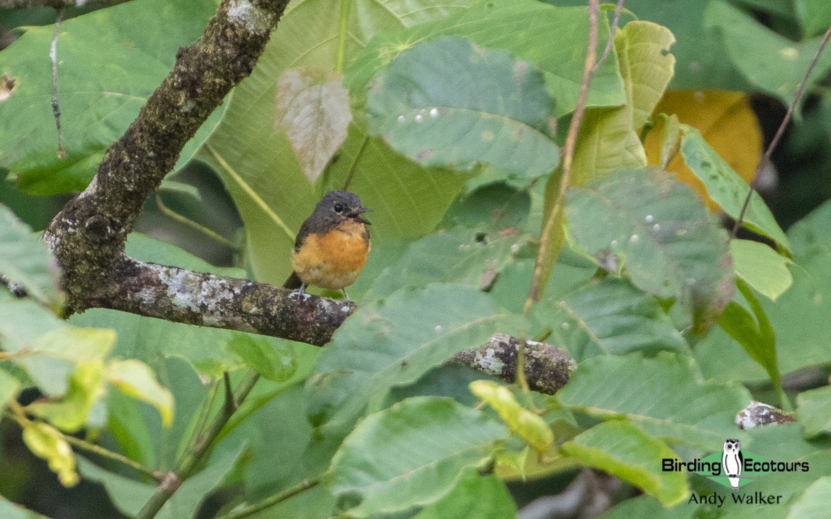 Dayak Blue Flycatcher - Andy Walker - Birding Ecotours