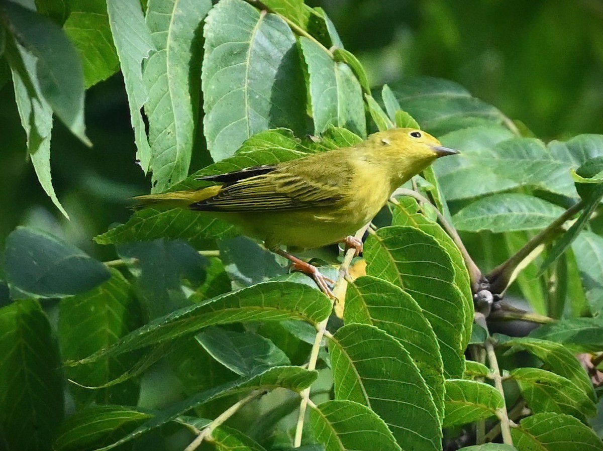 Yellow Warbler - ML478395481