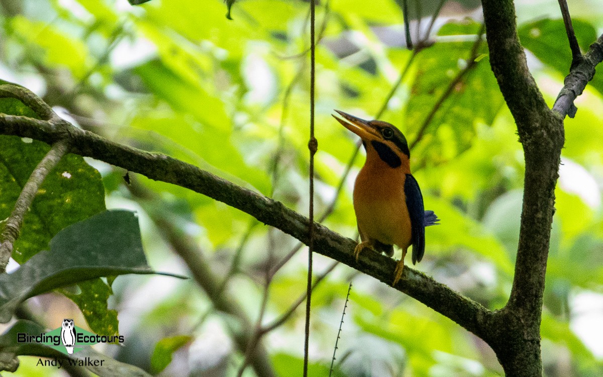 Rufous-collared Kingfisher - Andy Walker - Birding Ecotours