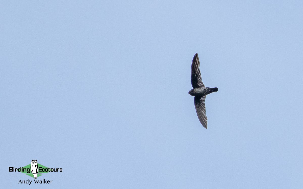 Plume-toed Swiftlet - Andy Walker - Birding Ecotours