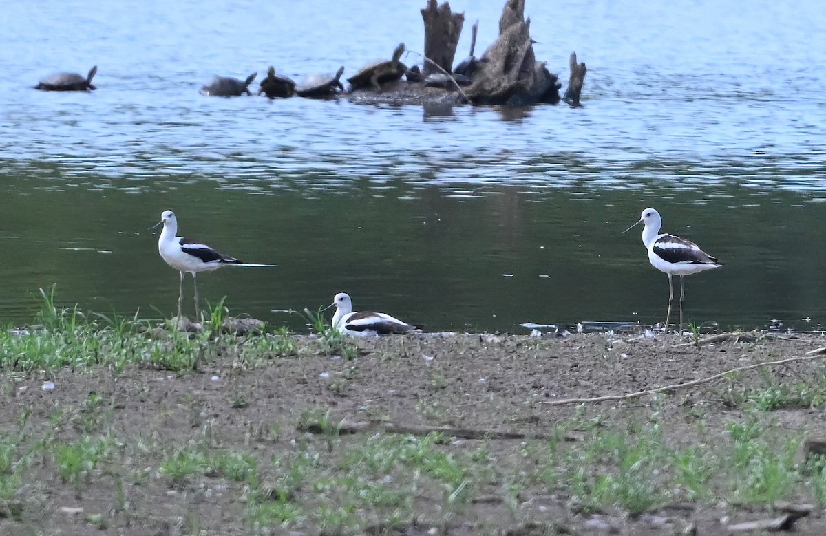 Avocette d'Amérique - ML478395641