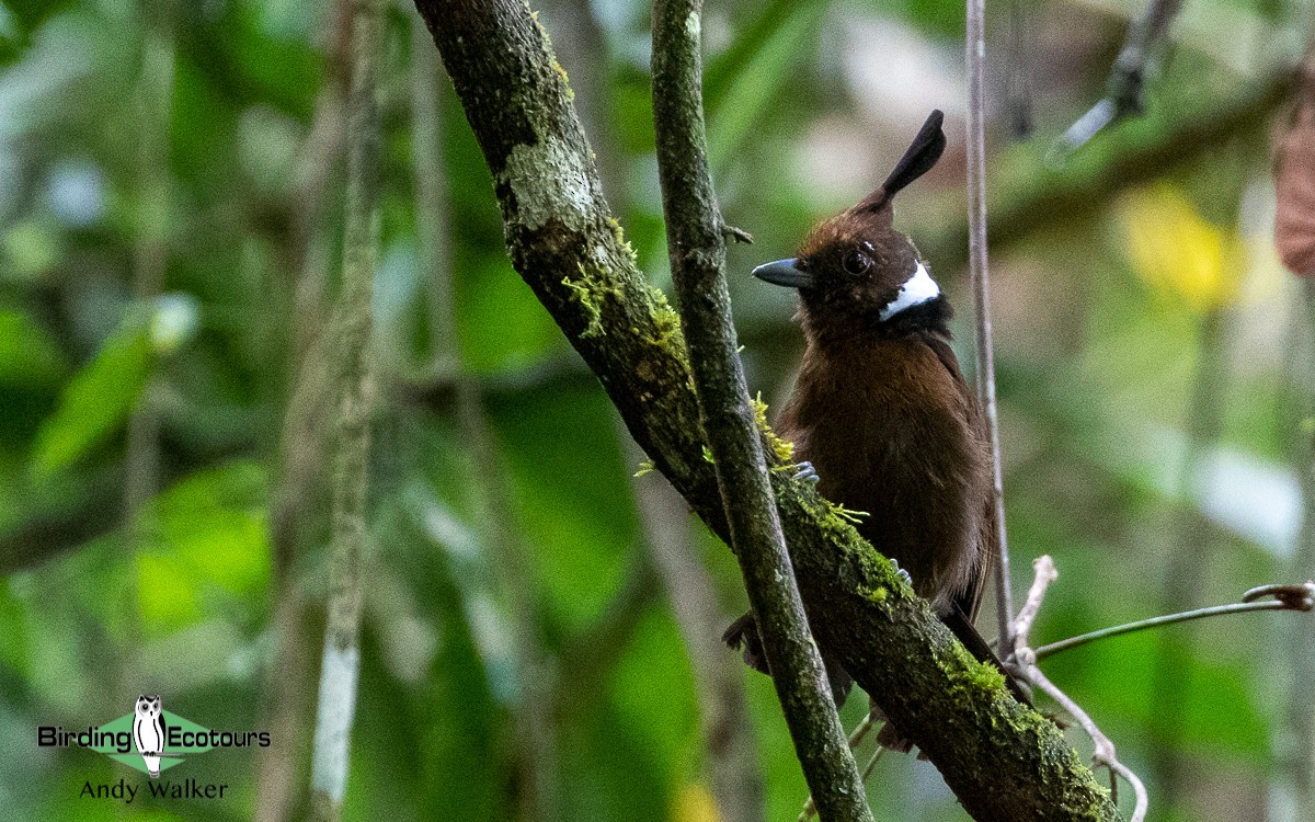 Crested Jayshrike - Andy Walker - Birding Ecotours