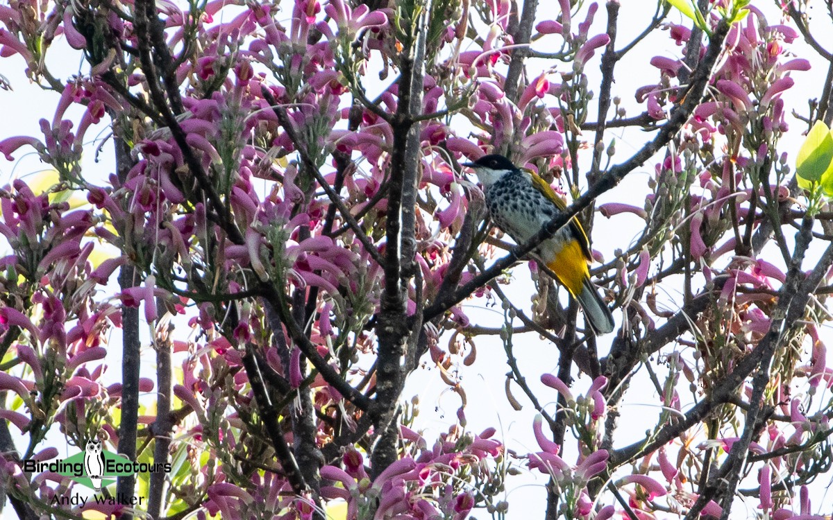 Scaly-breasted Bulbul - Andy Walker - Birding Ecotours