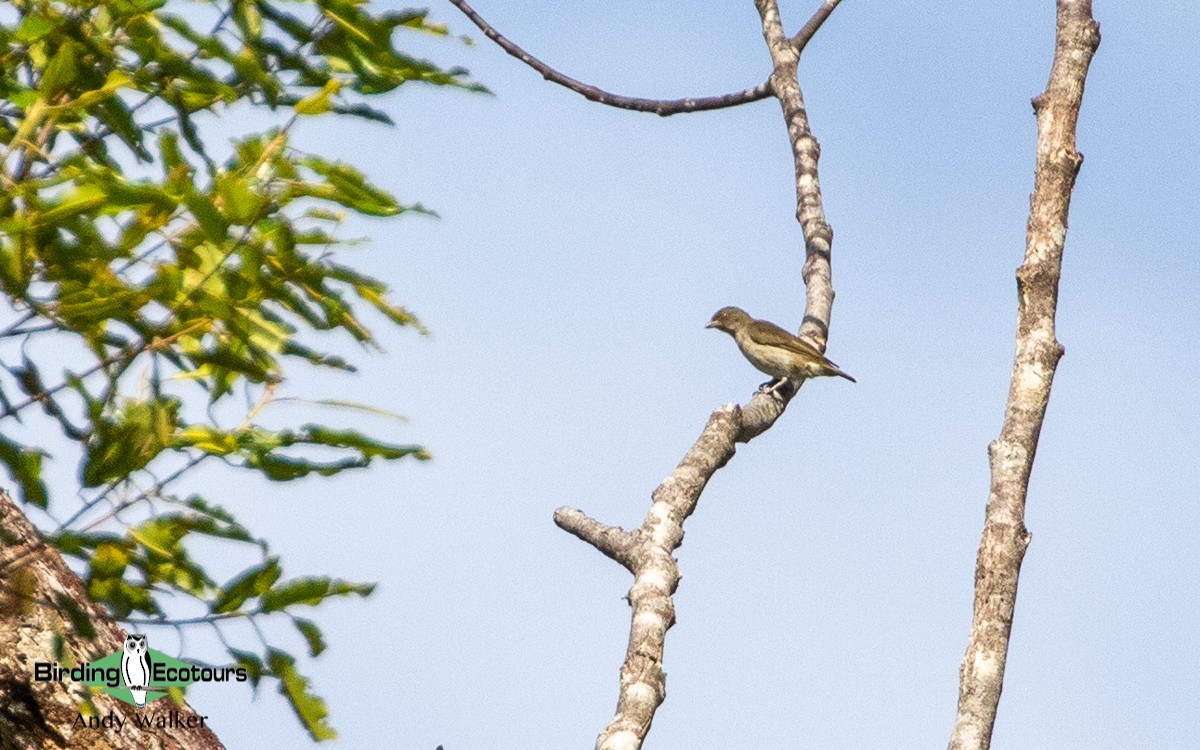 Thick-billed Flowerpecker - Andy Walker - Birding Ecotours