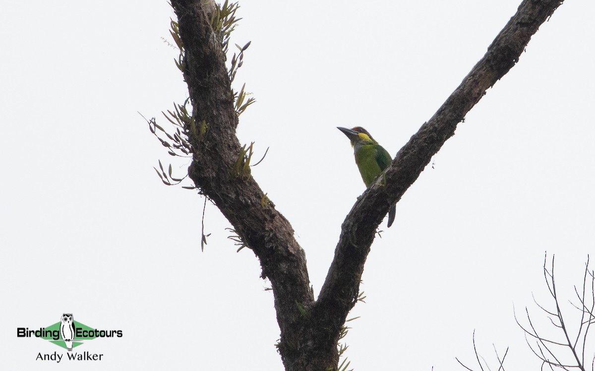 Gold-whiskered Barbet (Gold-faced) - ML478395931