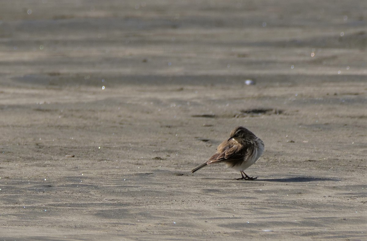 New Zealand Pipit - ML478396861