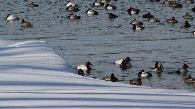 Canvasback x Redhead (hybrid) - ML478397