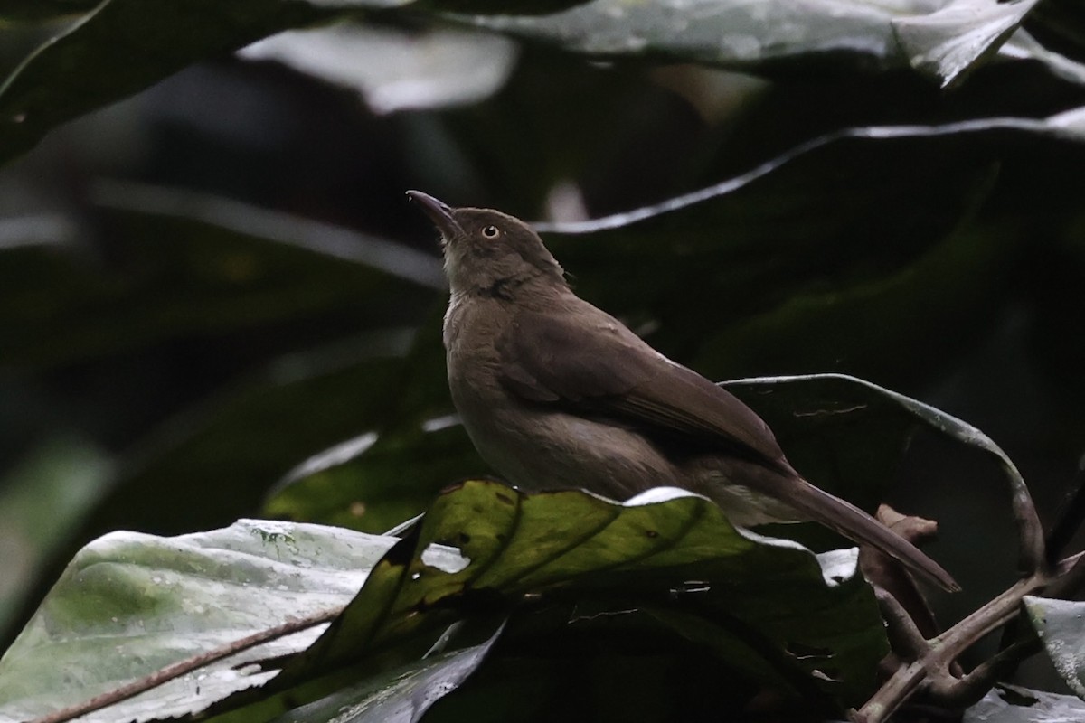 Cream-eyed Bulbul - Andrew William