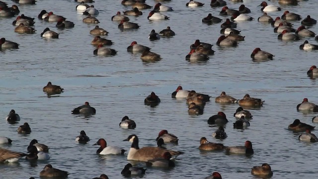 Canvasback x Redhead (hybrid) - ML478398