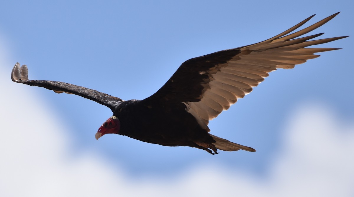 Turkey Vulture - ML47839841