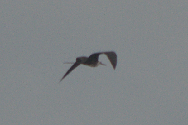 Magnificent Frigatebird - ML47840001