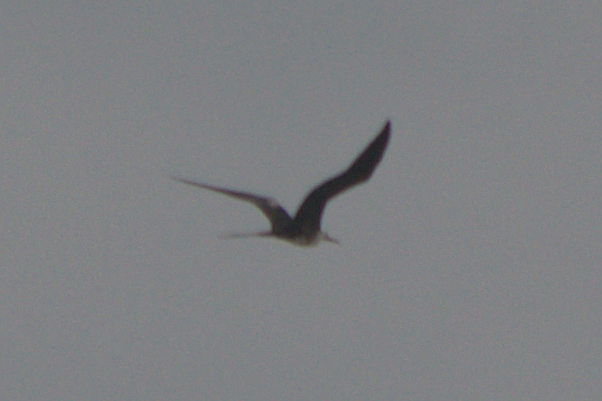 Magnificent Frigatebird - ML47840011