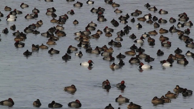 Canvasback - ML478401