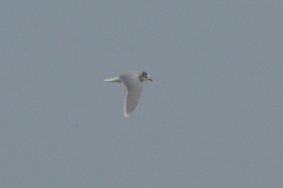 Mouette pygmée - ML47840121