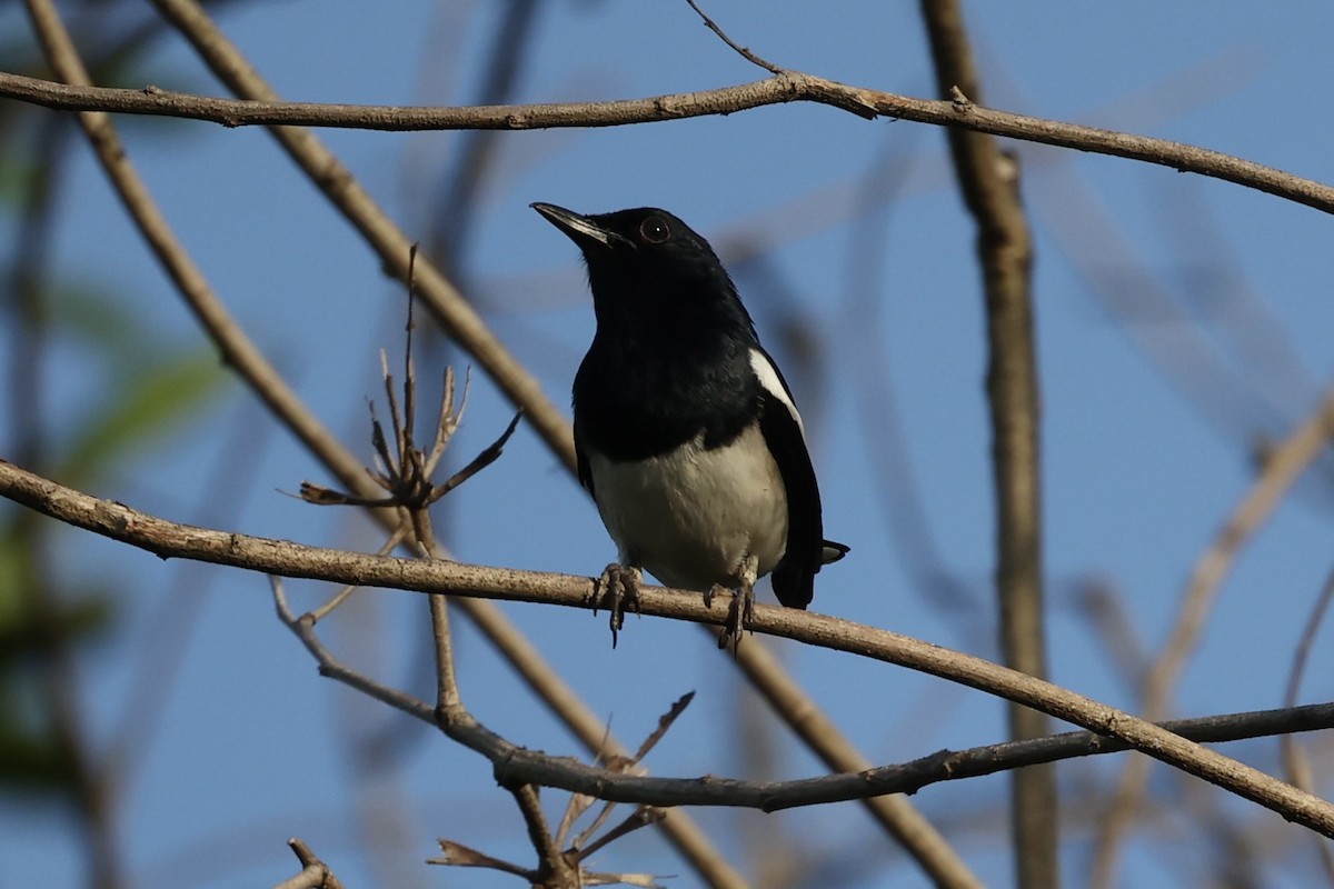 Oriental Magpie-Robin - ML478401311