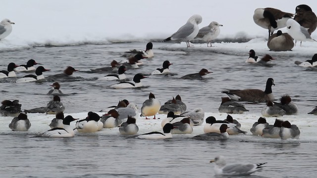 Common Merganser (North American) - ML478402