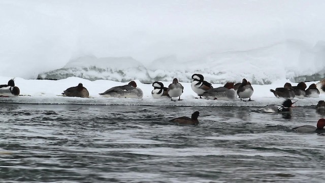 Hooded Merganser - ML478403