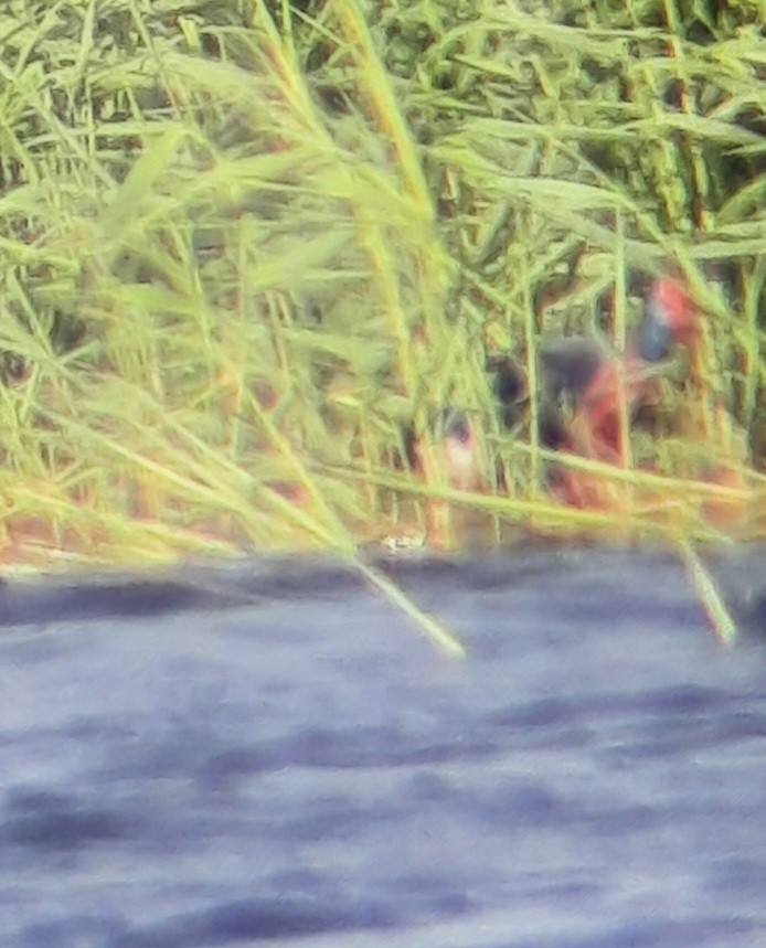 African Swamphen - Corey Callaghan