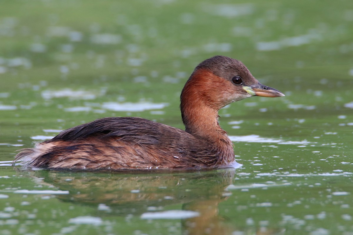Little Grebe - ML478409371