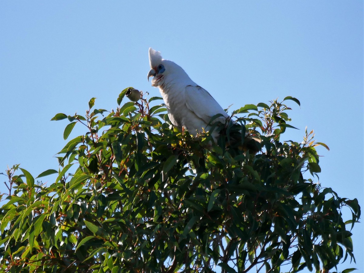 Western Corella - ML478409681