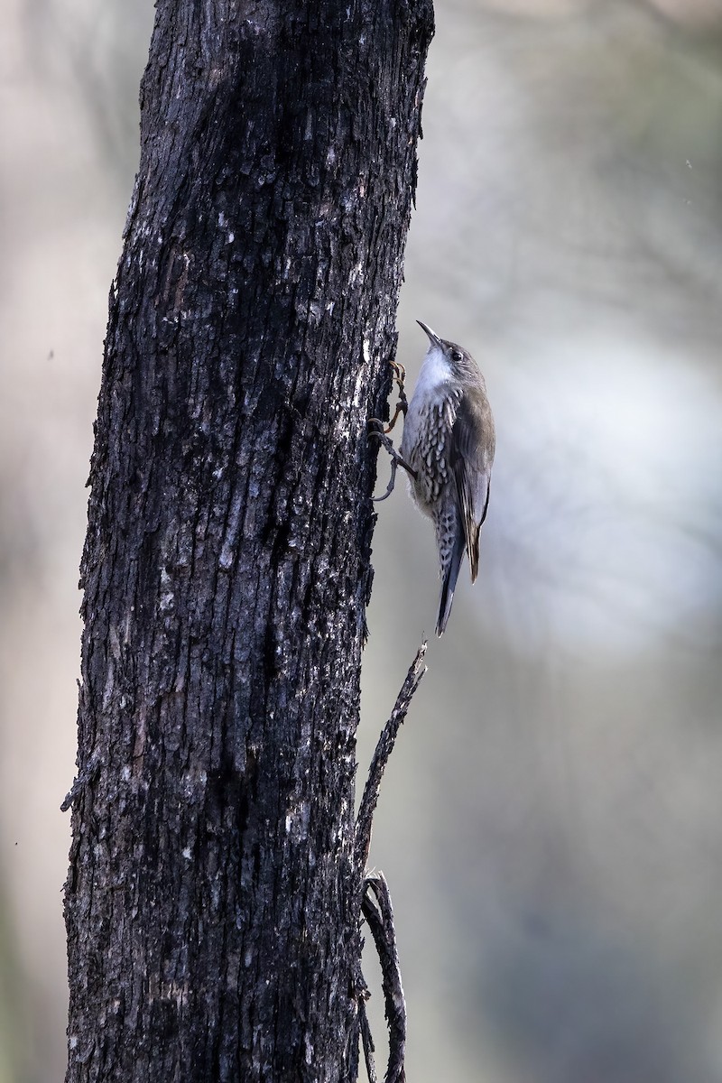 White-throated Treecreeper (White-throated) - ML478409911