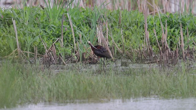 White-faced Ibis - ML478410261