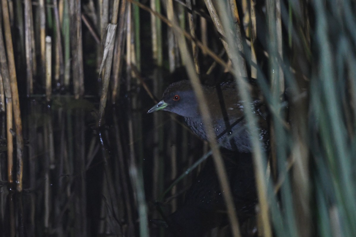 Baillon's Crake - ML478410331