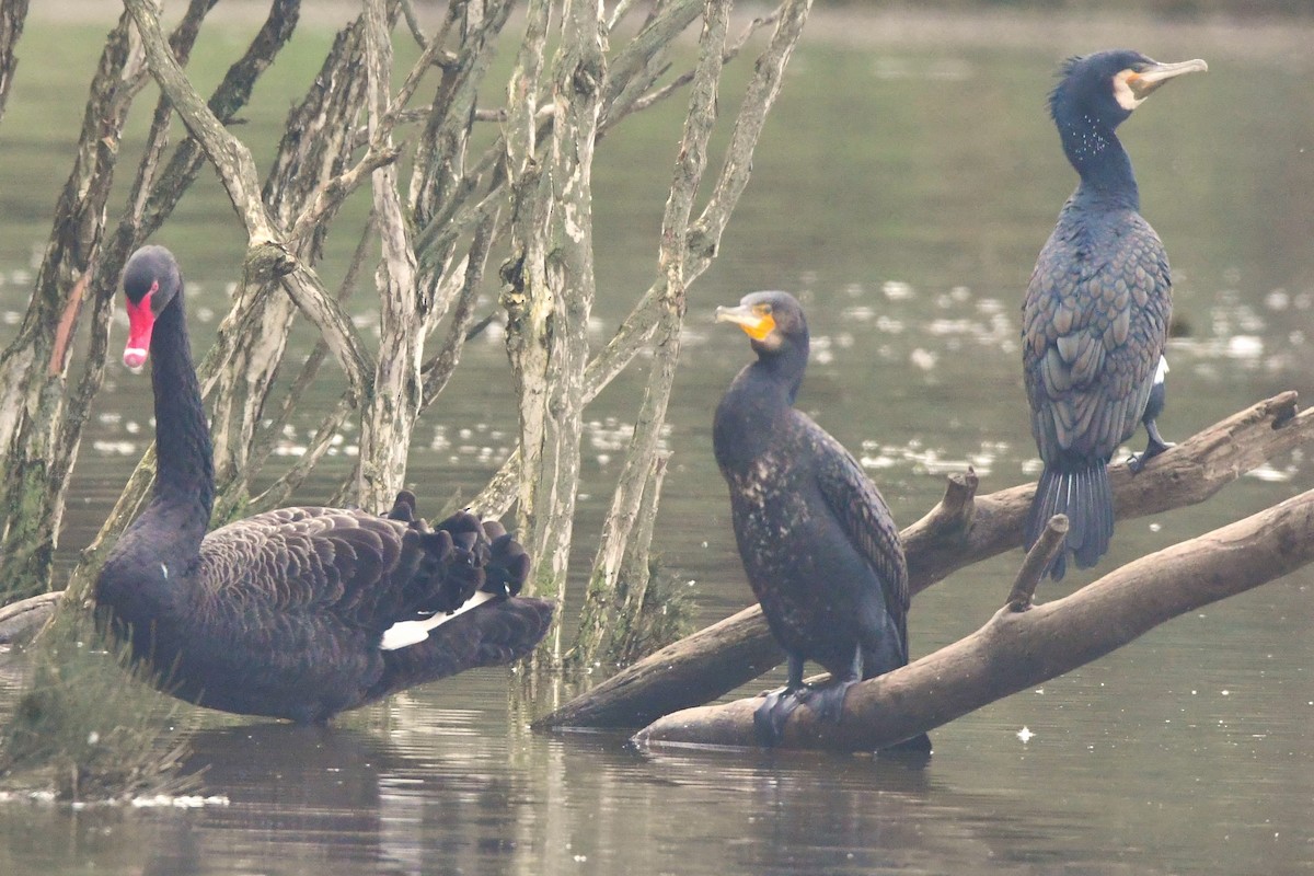 Great Cormorant (Australasian) - ML478411181