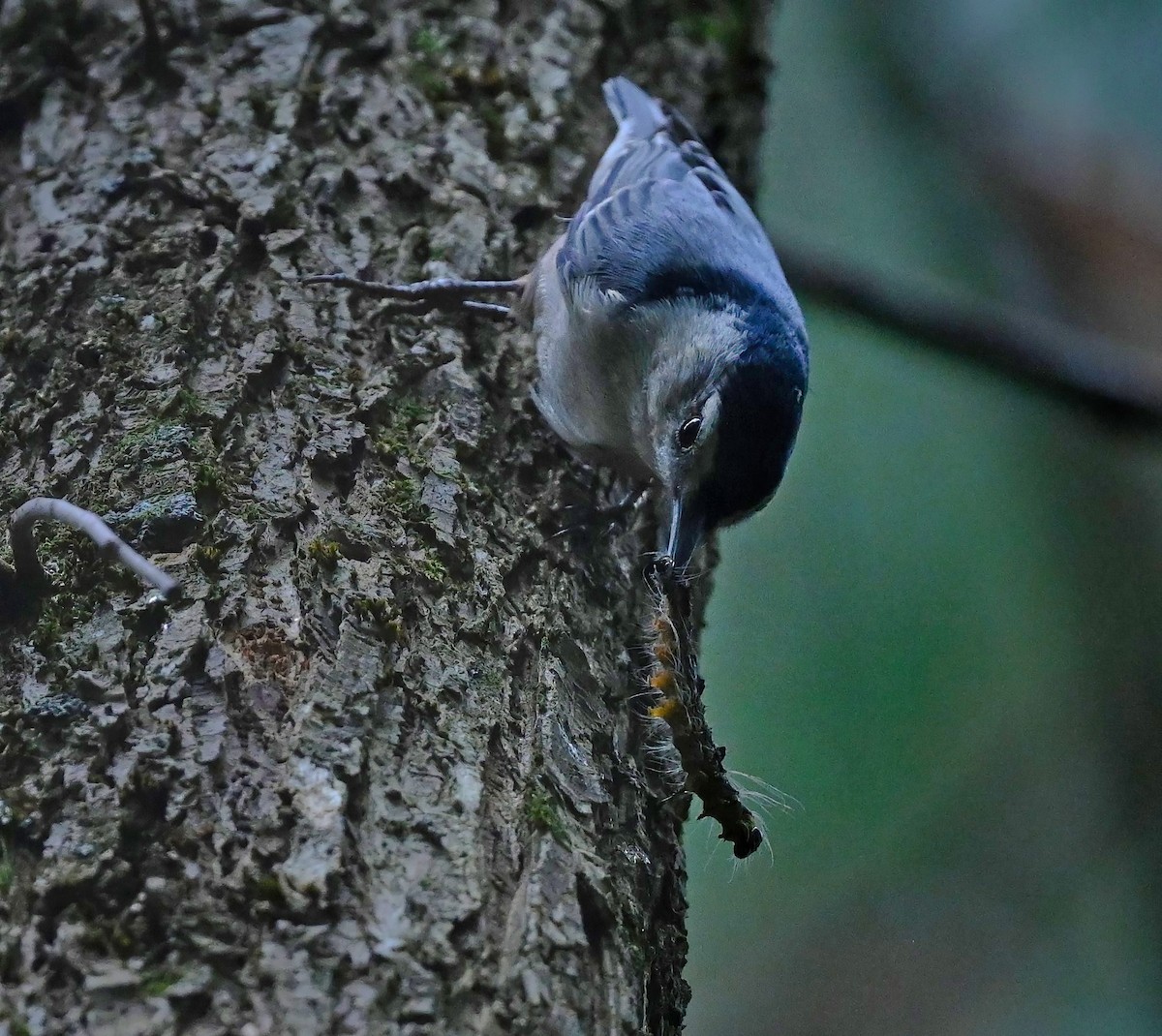 White-breasted Nuthatch - ML478411821