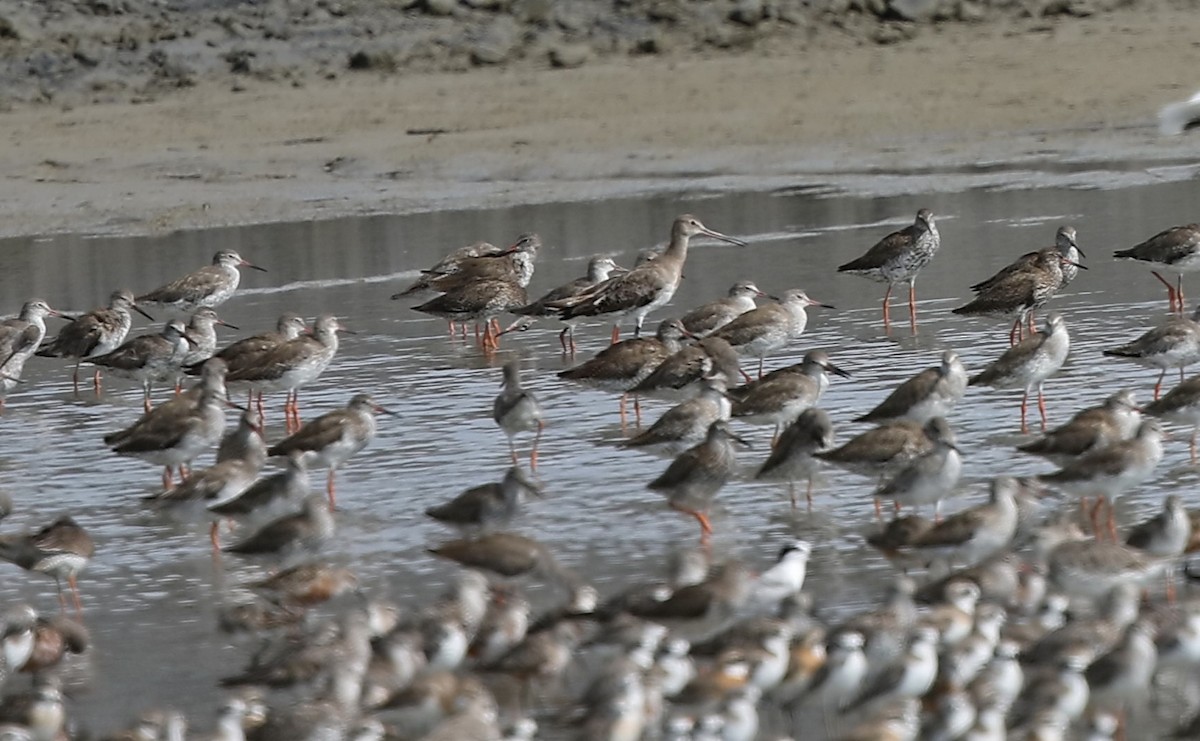 Black-tailed Godwit - ML478412491