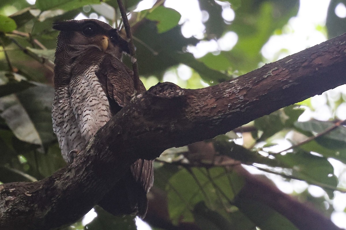 Barred Eagle-Owl - ML478414481