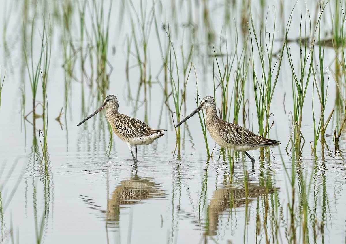 Asian Dowitcher - ML478414751
