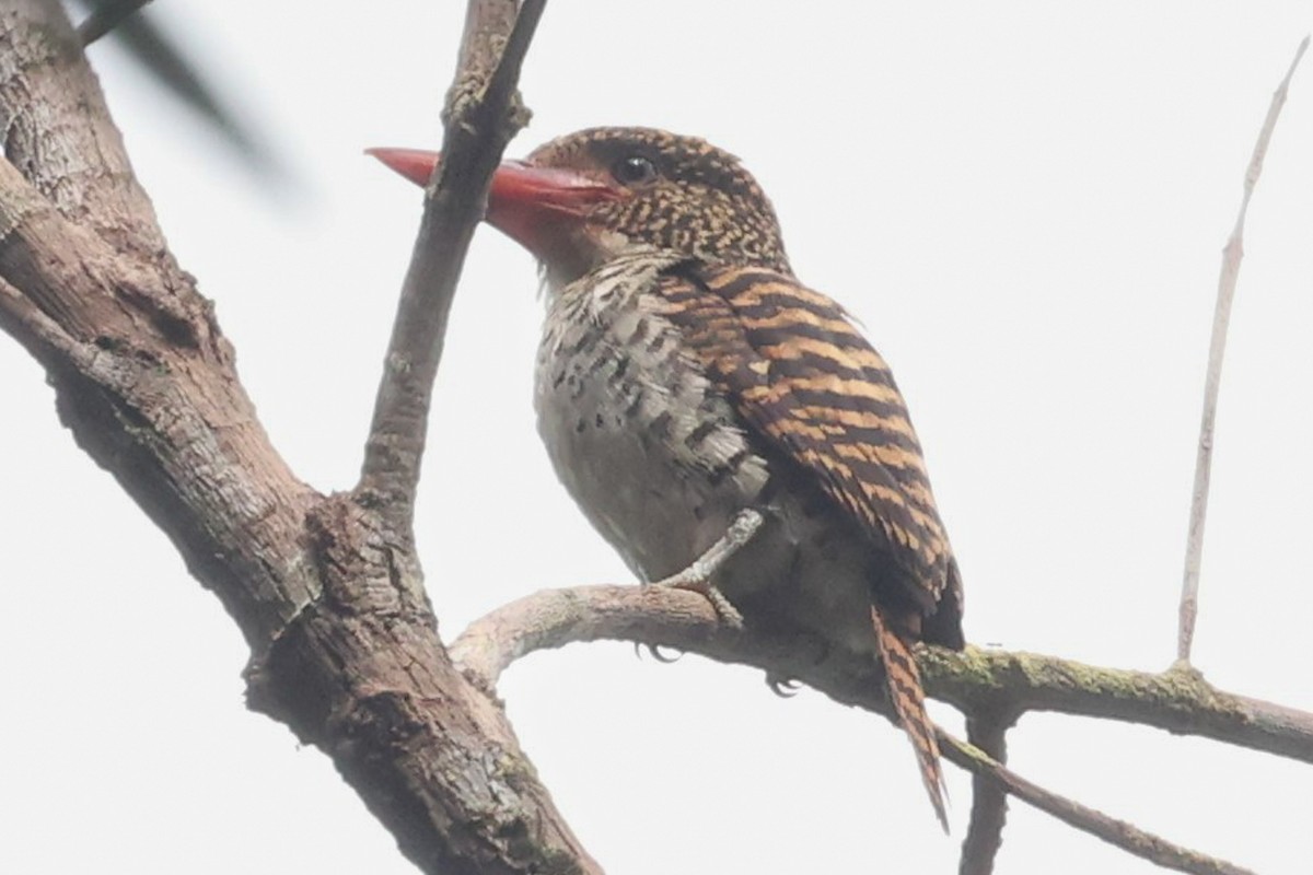 Banded Kingfisher - ML478414811