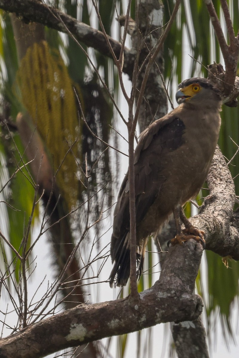 Crested Serpent-Eagle - ML478415401