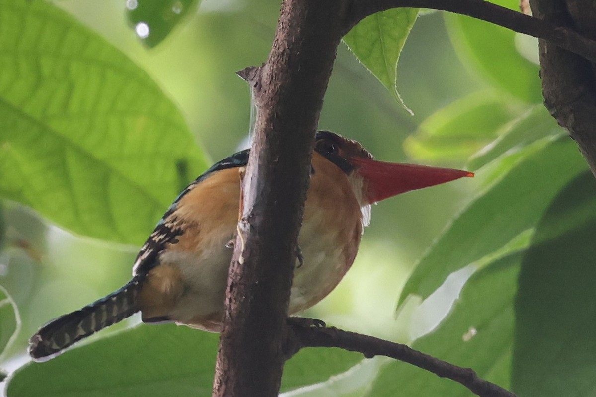 Banded Kingfisher - ML478415471