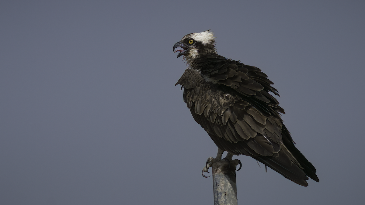 Águila Pescadora (haliaetus) - ML478415851