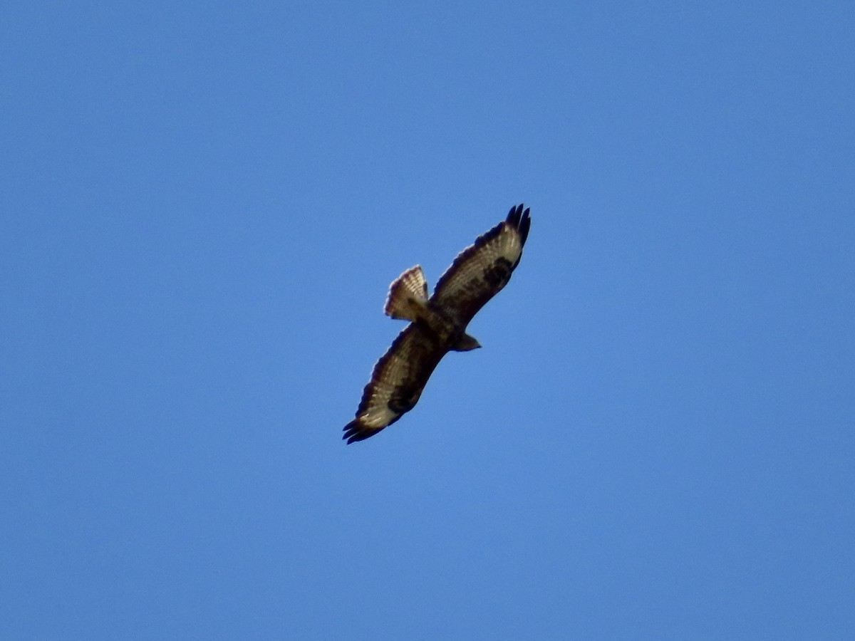 Common Buzzard - ML478415951