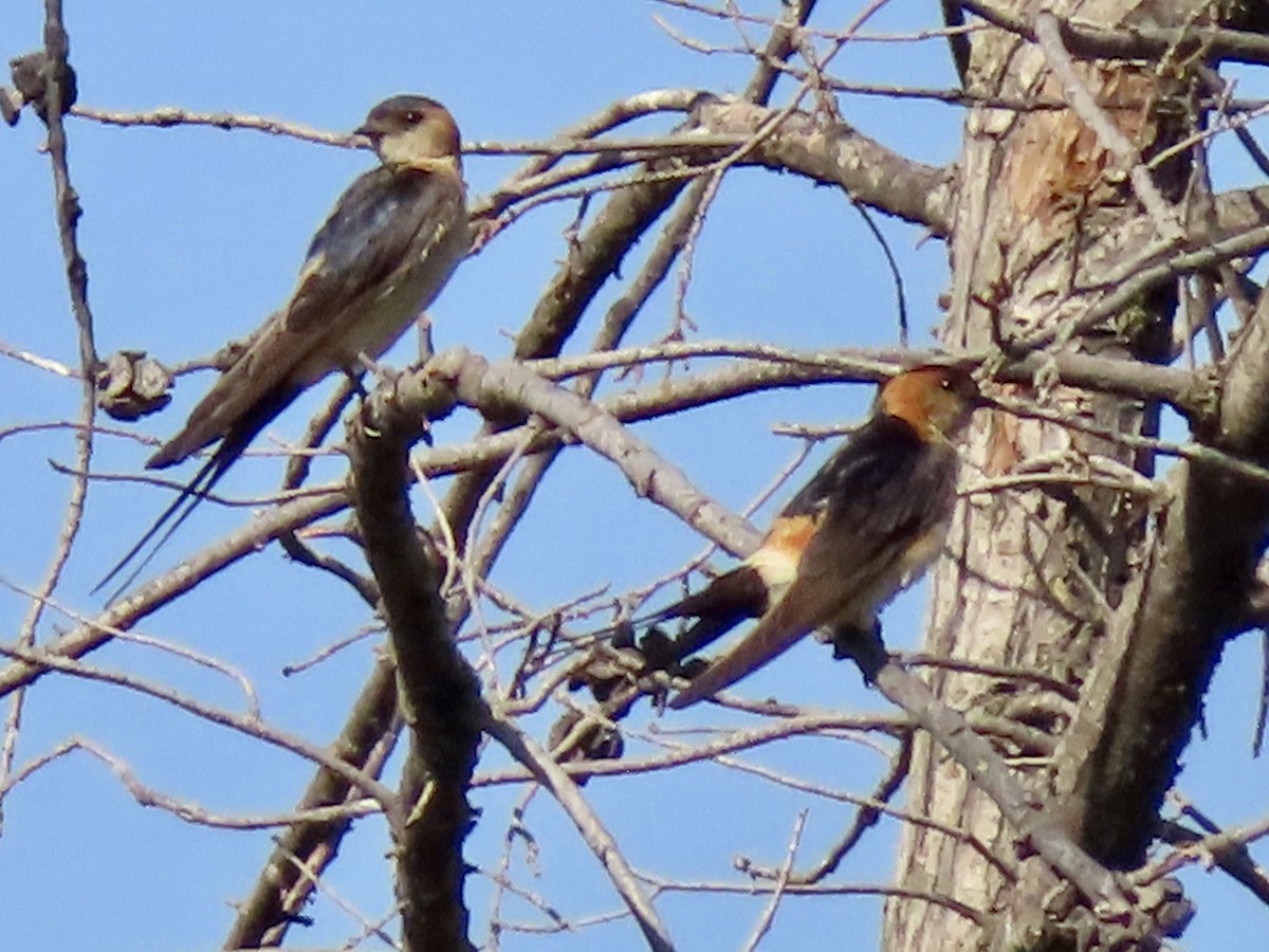 European Red-rumped Swallow - ML478415971