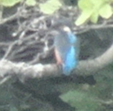 Common Kingfisher - ML478420591