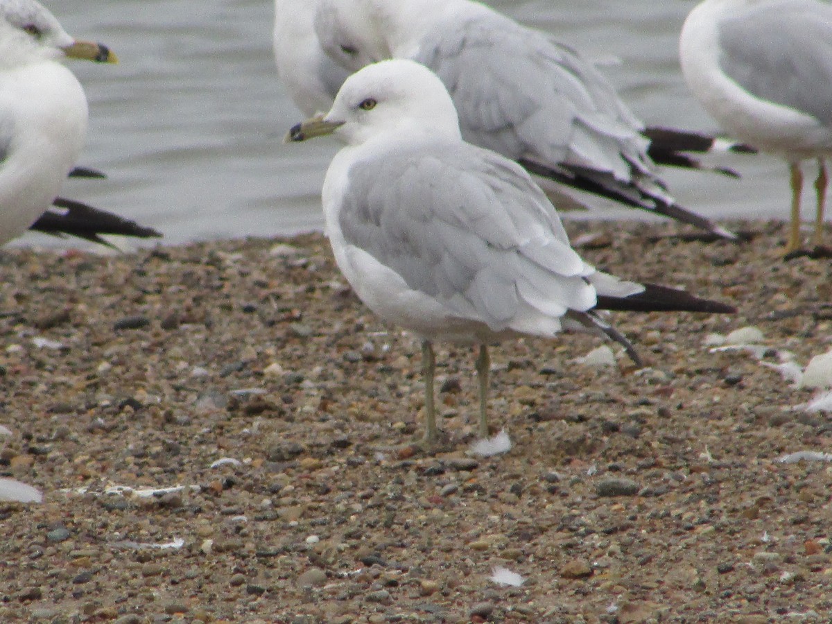 Ring-billed Gull - Mark Rhodes