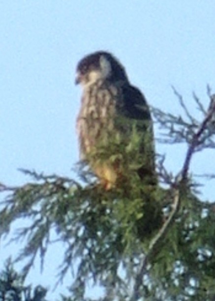 Eurasian Hobby - ML478421221