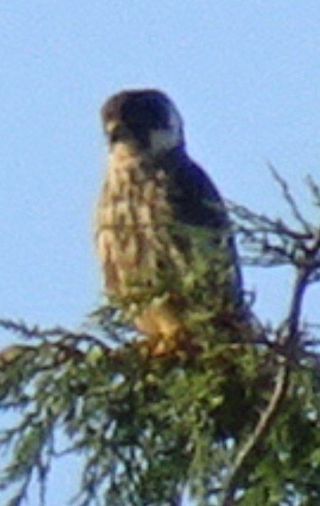 Eurasian Hobby - ML478421271