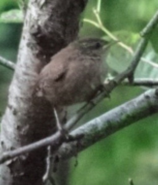 Eurasian Wren - ML478421631